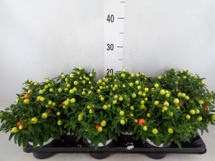 <h4>Solanum pseudocapsicum</h4>