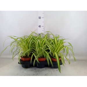 Chlorophytum com. 'Variegatum'