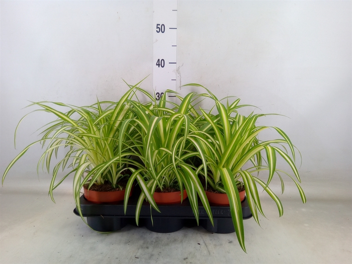 <h4>Chlorophytum com. 'Variegatum'</h4>
