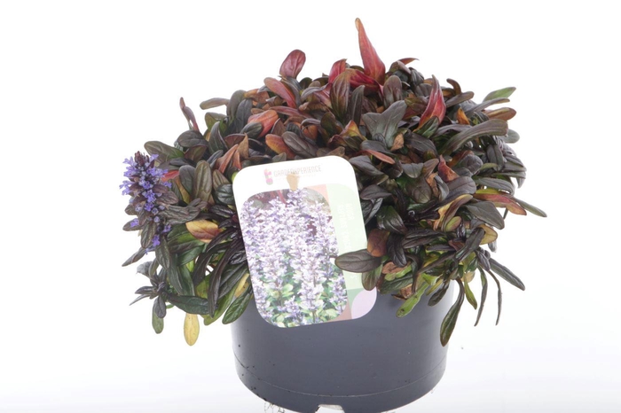 <h4>Ajuga reptans Chocolate Chips</h4>