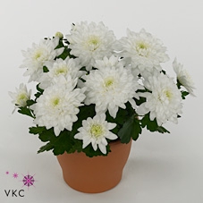 Chrysanthemum Chrystal White