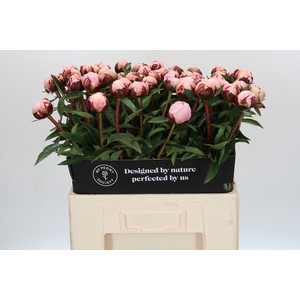 Paeonia Reine Hortense
