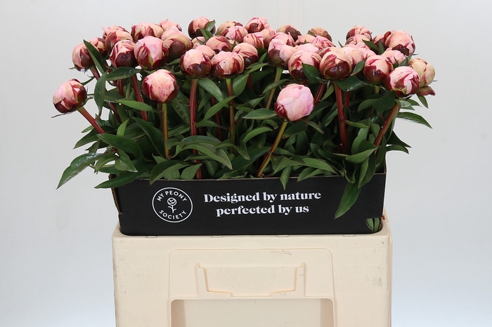 <h4>Paeonia Reine Hortense</h4>