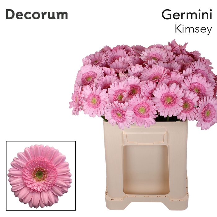 <h4>Germini Kimsey Water</h4>