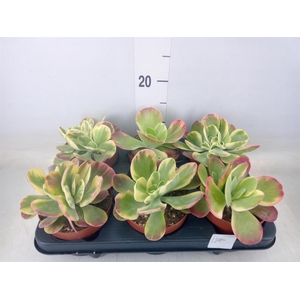 Kalanchoe NF thyrsiflora 'Red Lips'