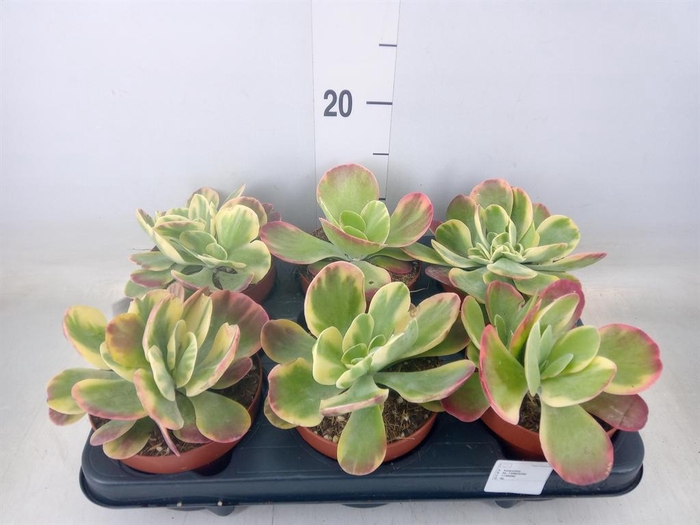 <h4>Kalanchoe NF thyrsiflora 'Red Lips'</h4>