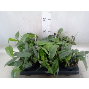 Epipremnum pinn. 'Cebu Blue'