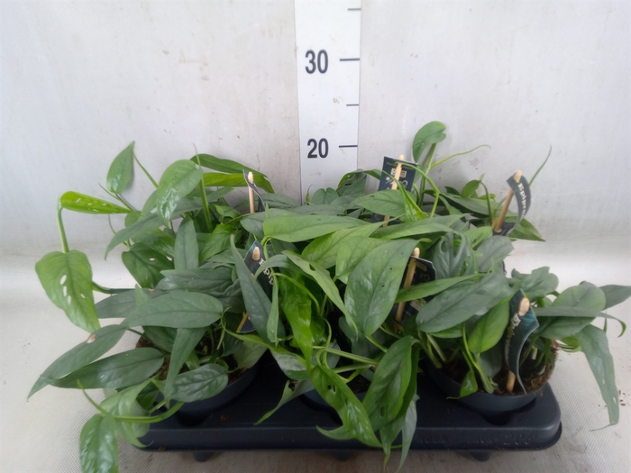 <h4>Epipremnum pinn. 'Cebu Blue'</h4>
