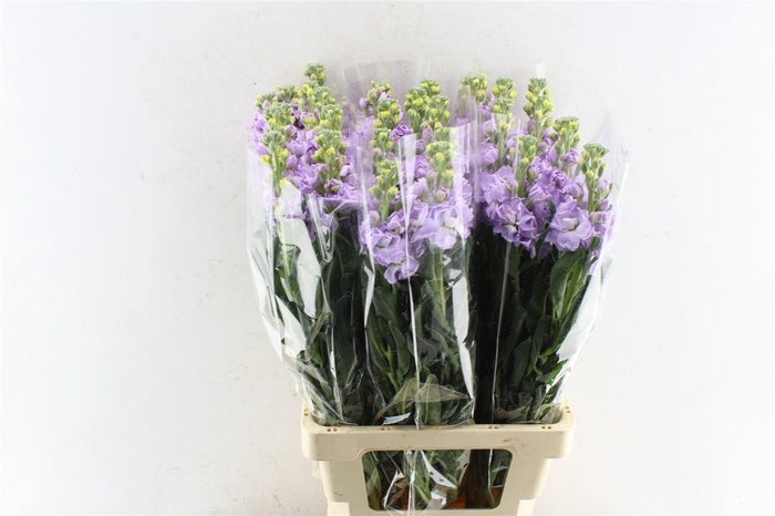 <h4>Matth Iron Lavendel</h4>