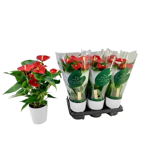 Anthurium Aristo 12cm wit keramiek