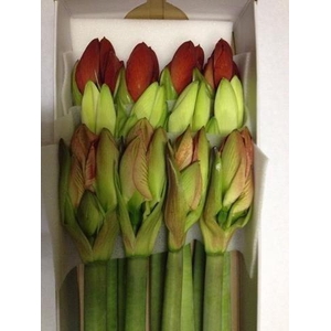Hippeastrum mix in box (white, red, colour)