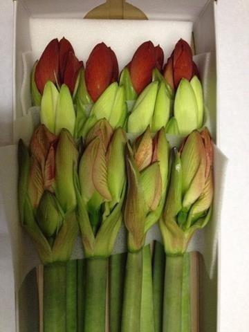 <h4>Hippeastrum mix in box (white, red, colour)</h4>