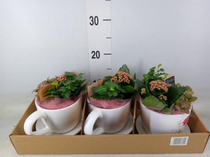 <h4>Arr.    Planten  L%</h4>