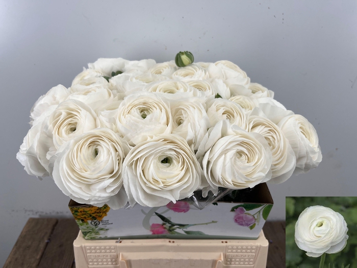 <h4>RANUNCULUS OV</h4>