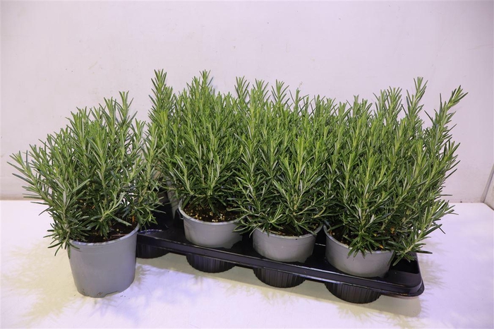 <h4>Rosmarin Of Ov</h4>