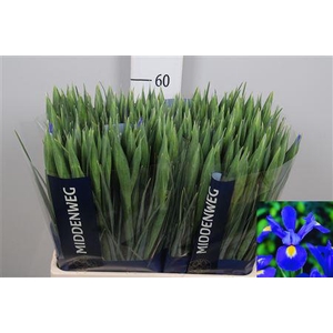 Iris Prof Blaauw