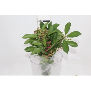 SEMENTE DE ARDISIA