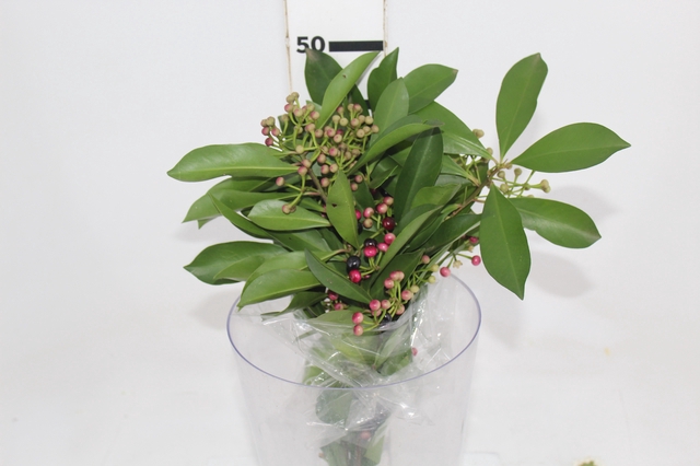 SEMENTE DE ARDISIA