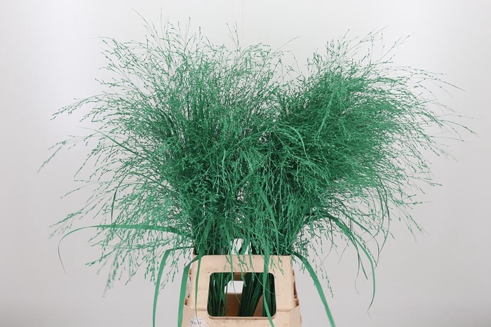 <h4>Panicum Kl Bh Donker Groen</h4>