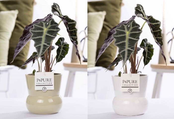 <h4>Alocasia Polly in P&PURE Plant Vase Maxima Ass. 2</h4>