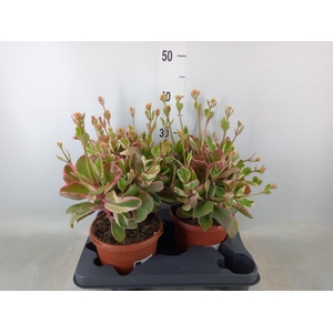 Kalanchoe NF   ...