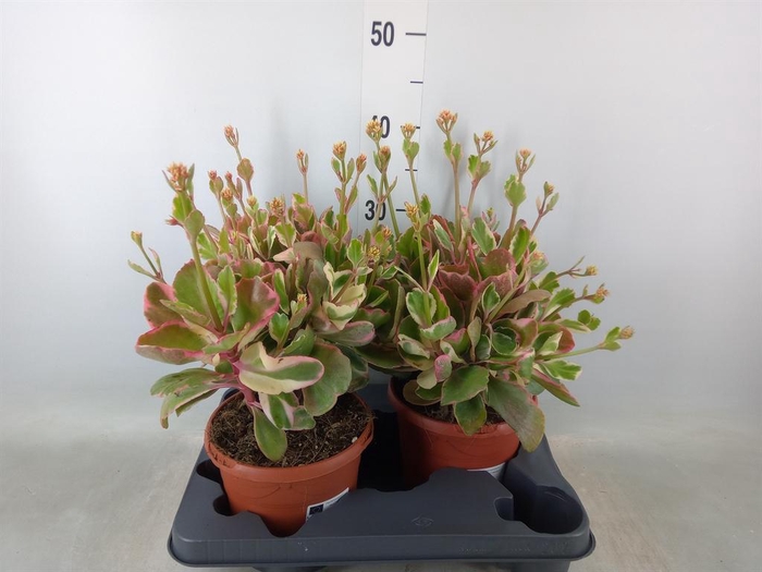 <h4>Kalanchoe NF   ...</h4>