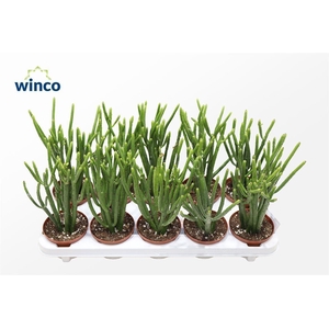 Euphorbia Leucodendron