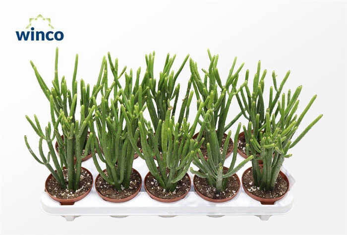 <h4>Euphorbia Leucodendron</h4>