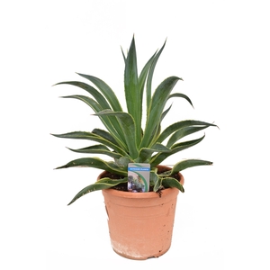 Agave desm variegata P26