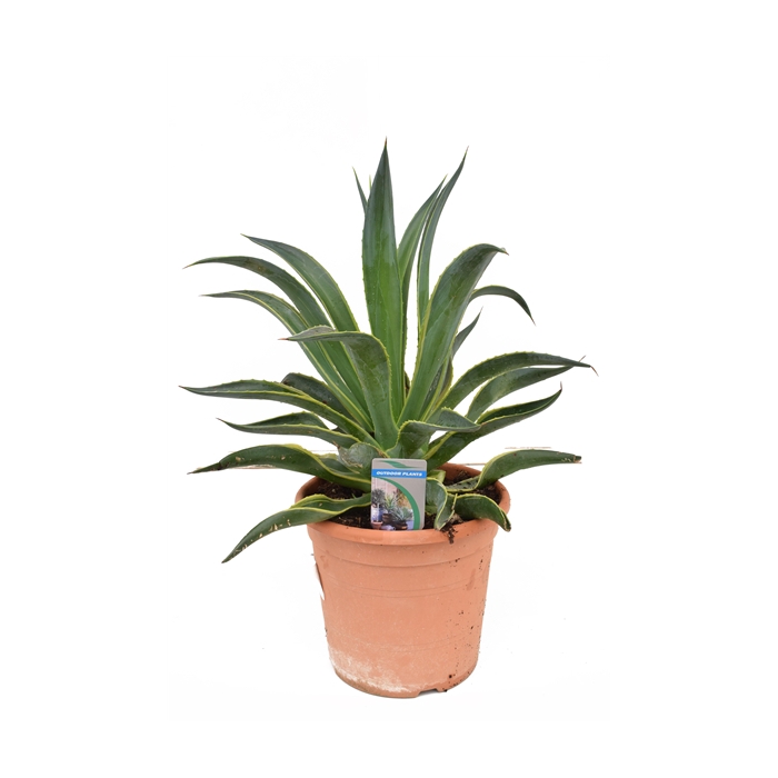 <h4>Agave desm variegata P26</h4>