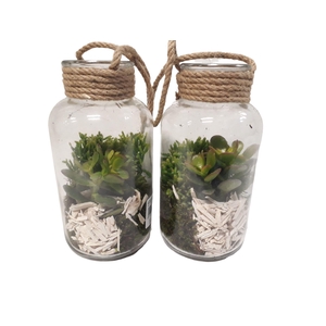 Arr.   Kamerplant Groen L%