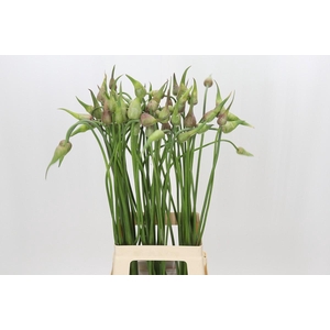 Allium Mystic Merlin