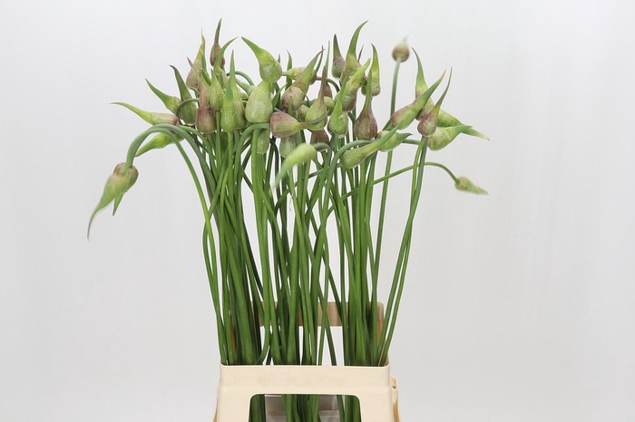 <h4>Allium Mystic Merlin</h4>