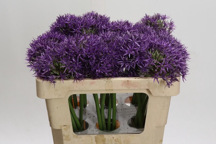 <h4>Allium Jackpot</h4>