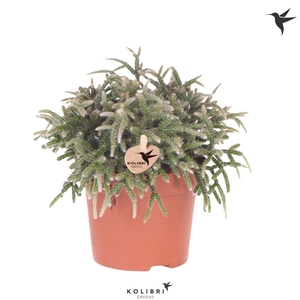 Kolibri Greens Rhipsalis Pilocarpa