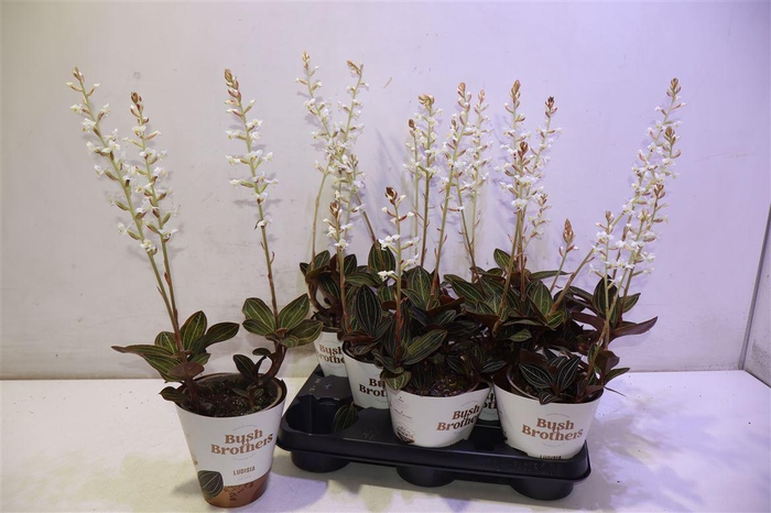 <h4>arr8 Lud Discolor</h4>