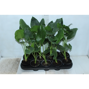 ALOCASIA MACRORRHIZOS P11