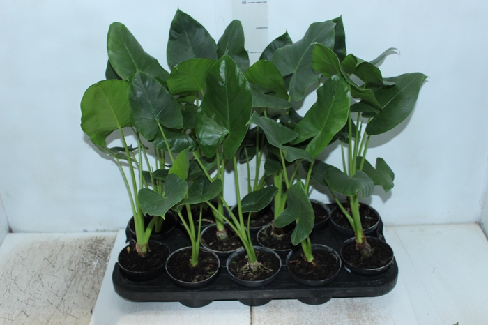 <h4>ALOCASIA MACRORRHIZOS P11</h4>