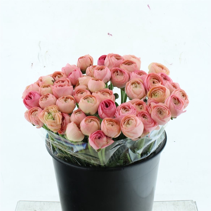 <h4>Ran Su Sr Nuance Extra</h4>