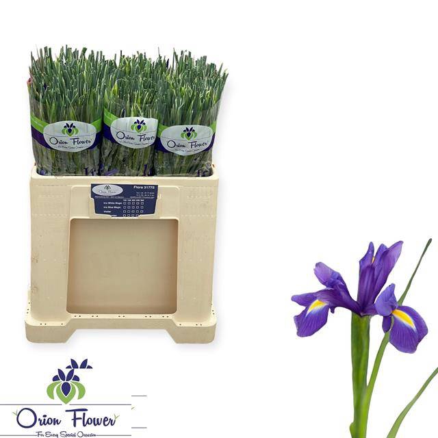 <h4>IRIS BLUE MAGIC</h4>