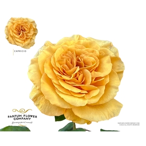 Rosa Garden Capriccio