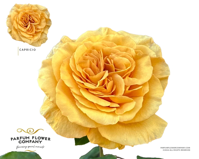 <h4>Rosa Garden Capriccio</h4>