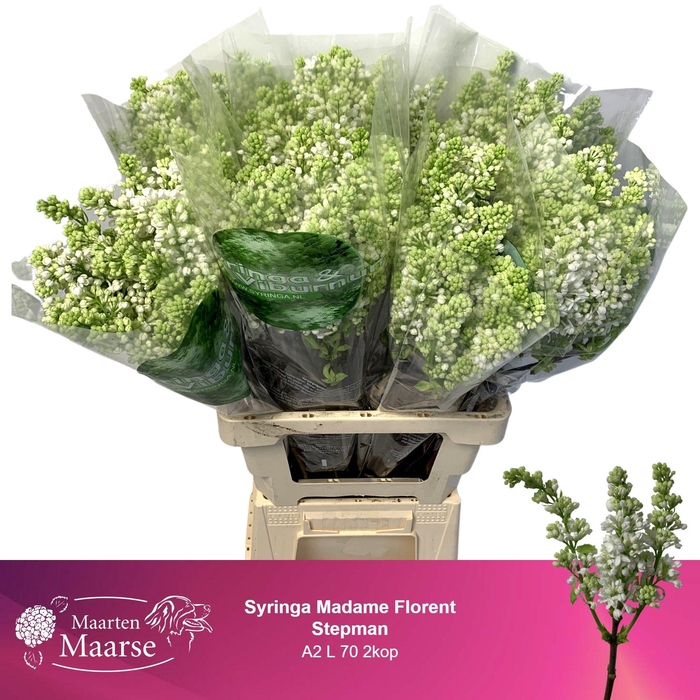 <h4>SYR V MME FL STEPMAN</h4>