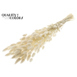 Lagurus Premium per bunch Bleached