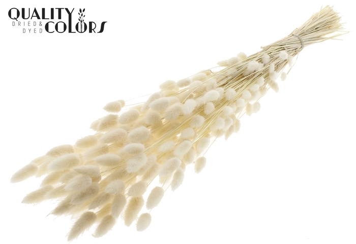 Lagurus Premium per bunch Bleached