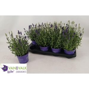 !! PROMO !! LAVAN ANGUSTIFOLIA DIO P13