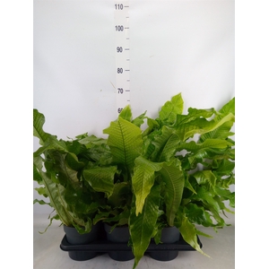 Microsorum musifolium 'Crocodyllus'