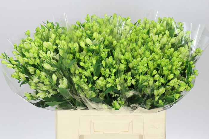<h4>Alstro White Pearls</h4>
