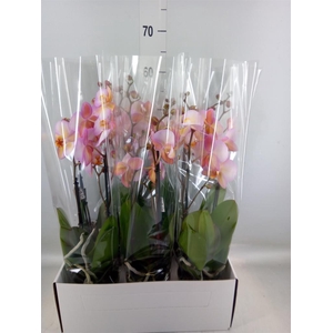 Phalaenopsis   ...