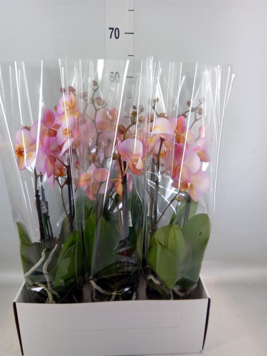 <h4>Phalaenopsis   ...</h4>